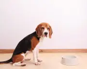 Dog's Acute Time Sense and Other Reader Letters