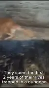 Dogs Survived Dungeon, Rejected by 22,000 People in 3 Years