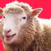 Dolly the Sheep at 30: The Clone That Changed Science and Celebrity Petdom