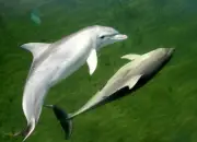 Dolphin Deaths Spike in South Australia After Algal Bloom Decimates Food