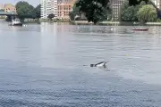 Dolphin Found Dead on River Thames Bank at Mortlake