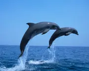 Dolphins in Adriatic Forced to Scavenge from Trawlers, Study Finds