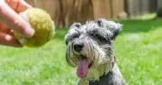 Dr. James Greenwood warns dog owners about urgent dental signs