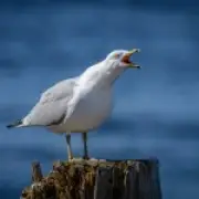 Drunk Seagulls Eating Ants Cause Traffic Chaos in UK Seaside Towns