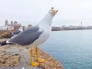 Drunk Seagulls Stagger in Suffolk After Feasting on Flying Ants