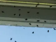 Easy 10-Second Daily Task Keeps Flies Out of Your Home for Good