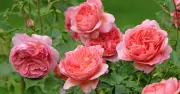 Easy 5-Minute Task to Help Roses Grow Bigger This Summer