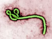 Ebola case feared at London hospital as patient isolated after DRC trip
