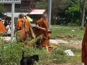 Eight Buddhist Monks Killed in Thailand After Pickup Truck Crash During Pilgrimage