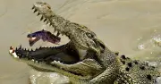 Eight-Year-Old Boy Mauled to Death by Crocodile in Indonesia River