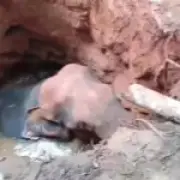 Elephant Trapped in Abandoned Well Rescued by Excavator in Kerala