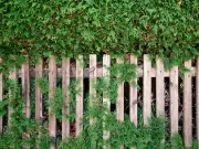 Entitled neighbour cuts tree, destroys fence, refuses cleanup