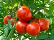 Epsom Salt Boosts Tomato Growth: Simple Bathroom Fix for Juicier Fruit