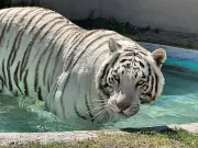 Escaped Bengal Tiger Kenzo Shot Dead After Four-Day Rampage in Mexico