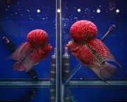 Escaped Hybrid Flowerhorn Cichlids Threaten Philippine Lake Biodiversity