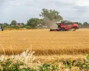 Europe heatwave destroys €2bn of crops, sparking food price fears