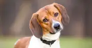 Expert Explains Why Dogs Tilt Their Heads When You Talk to Them