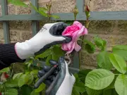 Expert Gardener: Prune These 6 Plants in July for a Stunning Summer Garden