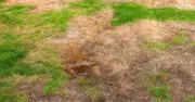 Expert reveals 4-step plan to revive wilted lawns after UK heatwave
