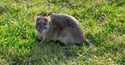 Expert Warns Rats in 100% of Gardens: Simple July Trick to Deter Them