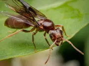 Expert's Simple Chemical-Free Method to Get Rid of Flying Ants