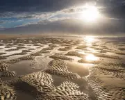Exploring Germany’s East Frisian islands: mudflats, marshes and millions of birds