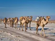 Extreme heat killing off camels as temperatures soar past 50C in deserts