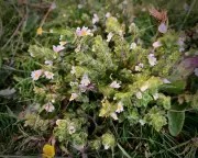 Eyebright: A Sunny Healer and Tiny Parasitic Thief in Shropshire