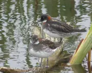 Fairy Bird Returns to Ireland After 30 Years: Red-Necked Phalarope Sighted