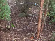 Family Cat Dies in Illegal Snare Trap in Musselburgh Woodland