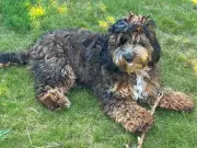 Family Made Over £250,000 from Illegal Puppy Breeding in Wales