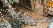Family of Boy, 3, Thrown into Crocodile Enclosure Issues Heartbreaking Statement