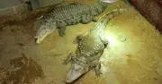 Family of Boy Thrown into Crocodile Enclosure Issues Heartbreaking Update