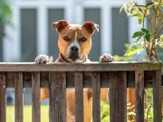 Fed-up homeowner can't use garden due to neighbour's dog mess