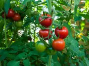 Feed Tomato Plants Epsom Salt for Magnesium Deficiency Fix