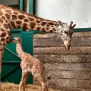 First giraffe born at Kent zoo in eight years named after Jude Bellingham