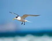 First Local Australian Seabird Tests Positive for Deadly H5 Bird Flu