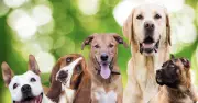 Five Dog Breeds at High Risk in UK Heatwave: Vet Urges Caution
