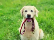 Five Dog Breeds Most Likely to Get Ear Infections This Summer