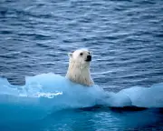 Five Great Reads: Polar Expedition, Sedaris, Prison, Politics, Doom Metal