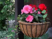 Five Plants Needing Extra Care in UK Heatwave: Tomatoes, Lavender