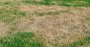 Fix patchy grass by scattering grass seed on your lawn this summer