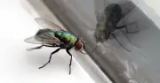 Flies flee from homes with quick 5-minute kitchen task this summer