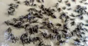 Fly infestation in Congleton forces residents to consider leaving homes