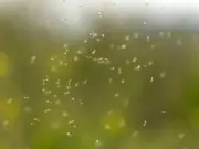 Flying Ant Day 2026: Peak Expected Within Days, Entomologist Explains