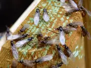 Flying ant swarms invade Liverpool city centre, experts urge calm