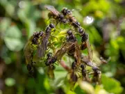 Flying Ants Deterred by Vinegar Spray in July Garden