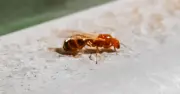 Flying Ants Deterrent: Kitchen Item Hack to Keep Them Away in July