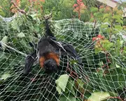 Flying Foxes Top NSW Wildlife Entanglement Cases, Study Finds