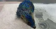 Four Arrested After Hedgehog Painted Blue and Yellow in Leeds
